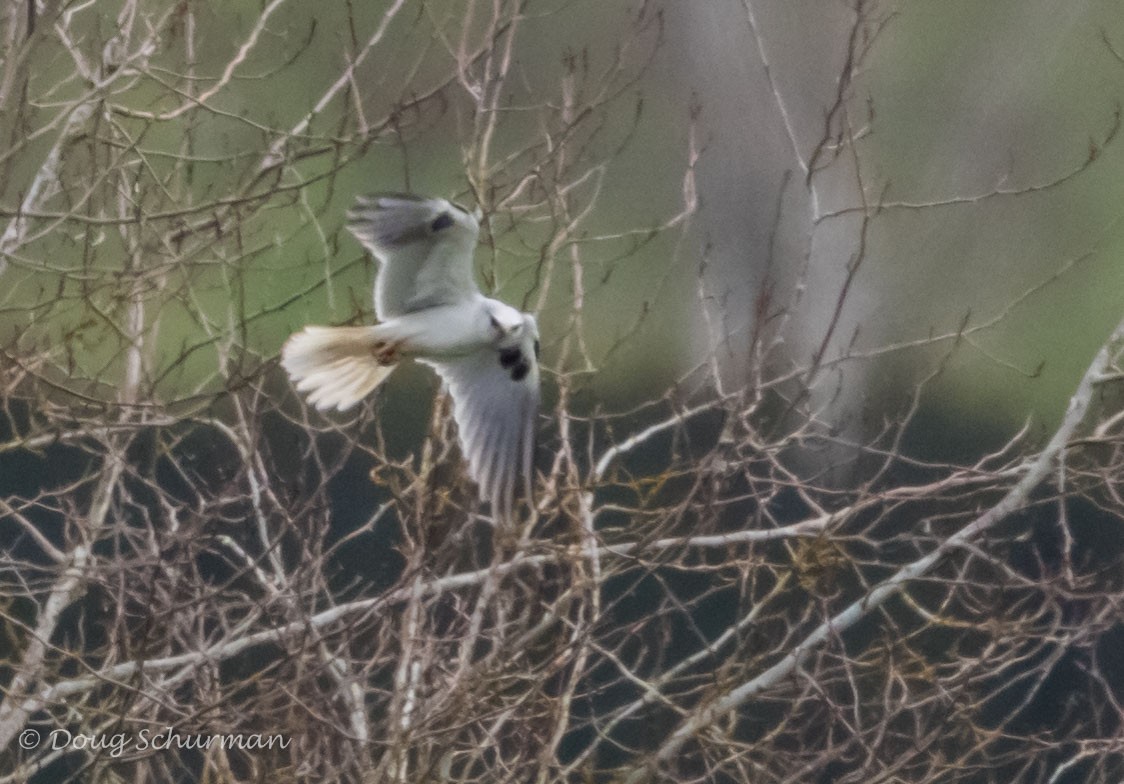 White-tailed Kite - Doug  Schurman