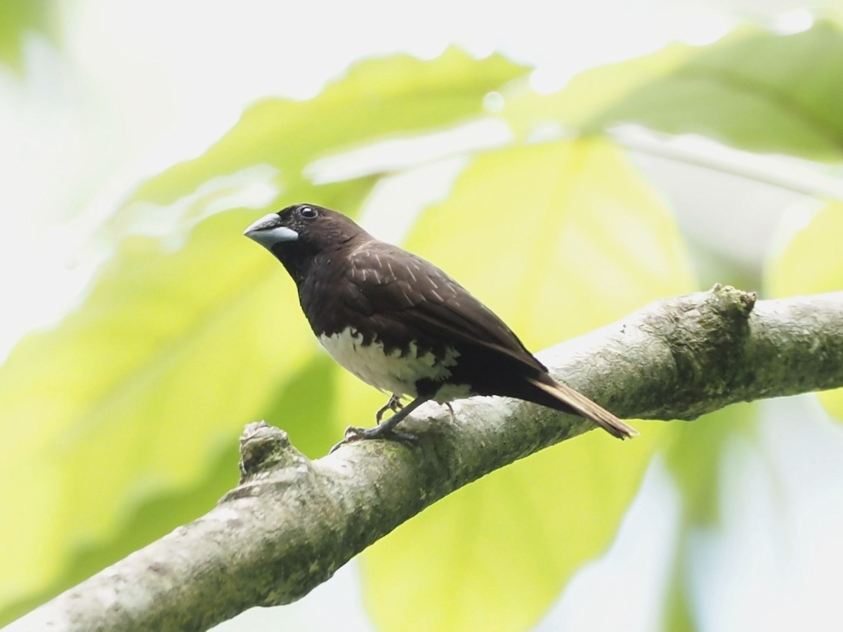 White-bellied Munia - Yingyod  Lapwong