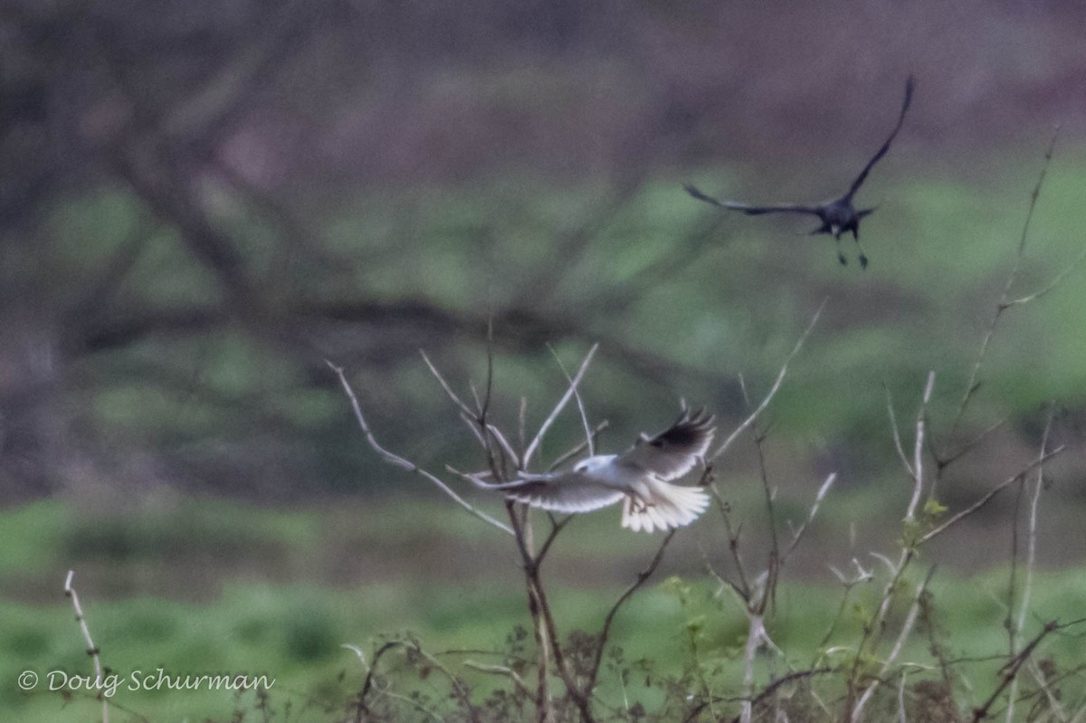 White-tailed Kite - ML53133781