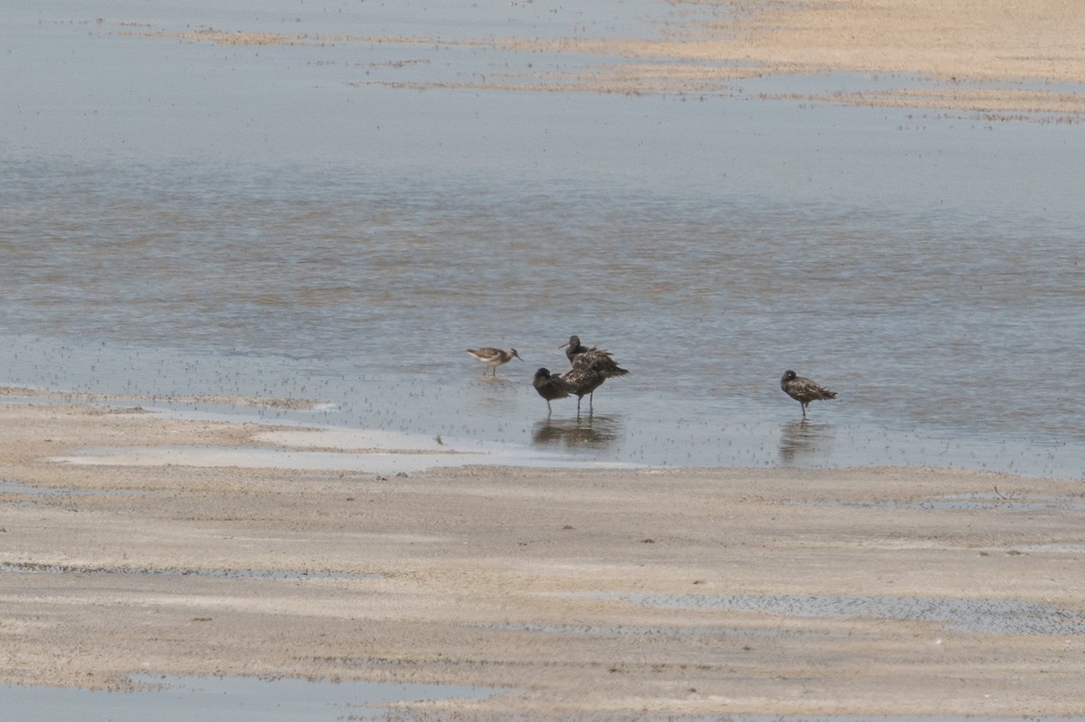 Spotted Redshank - ML531338011