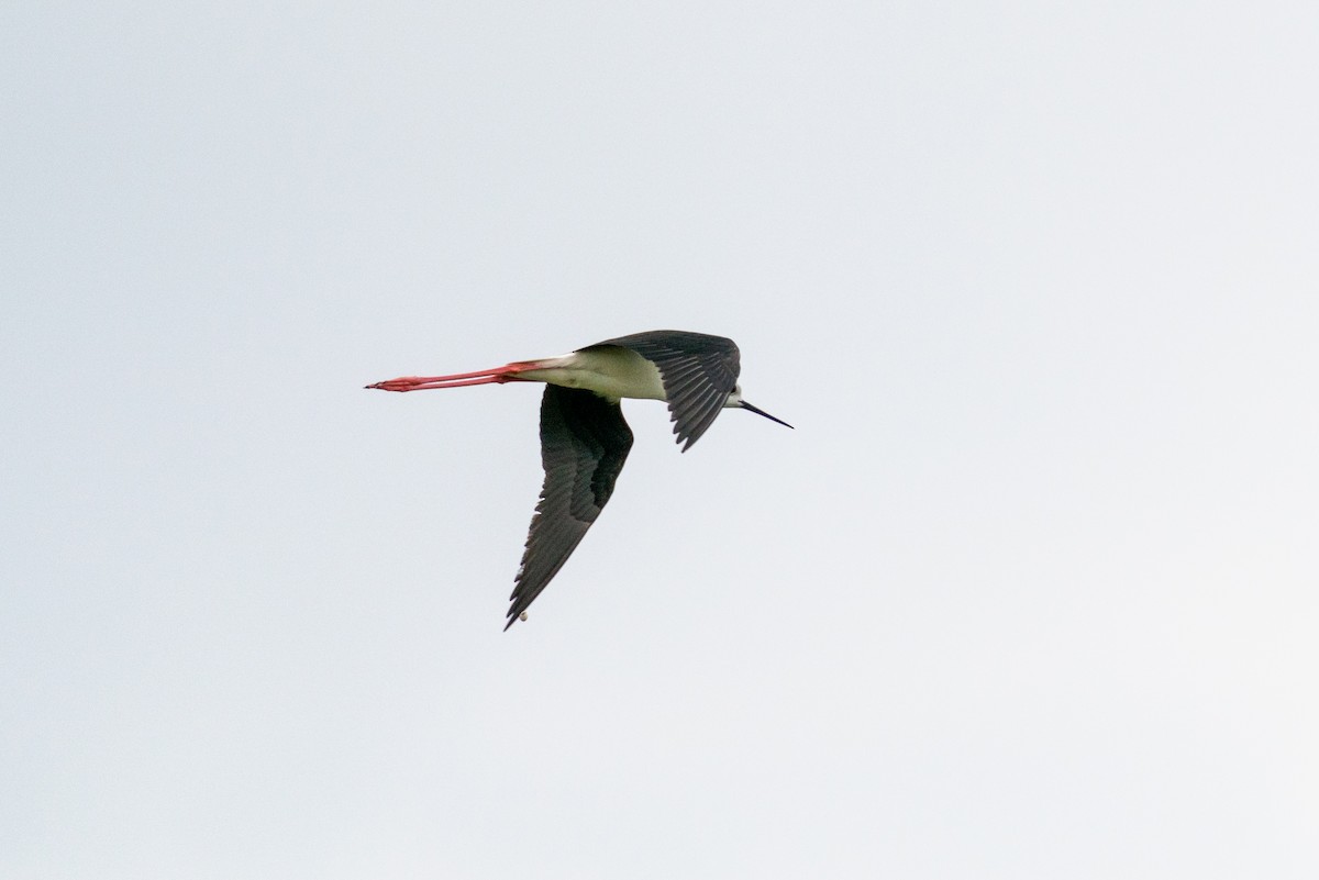 Black-winged Stilt - Andy Lee