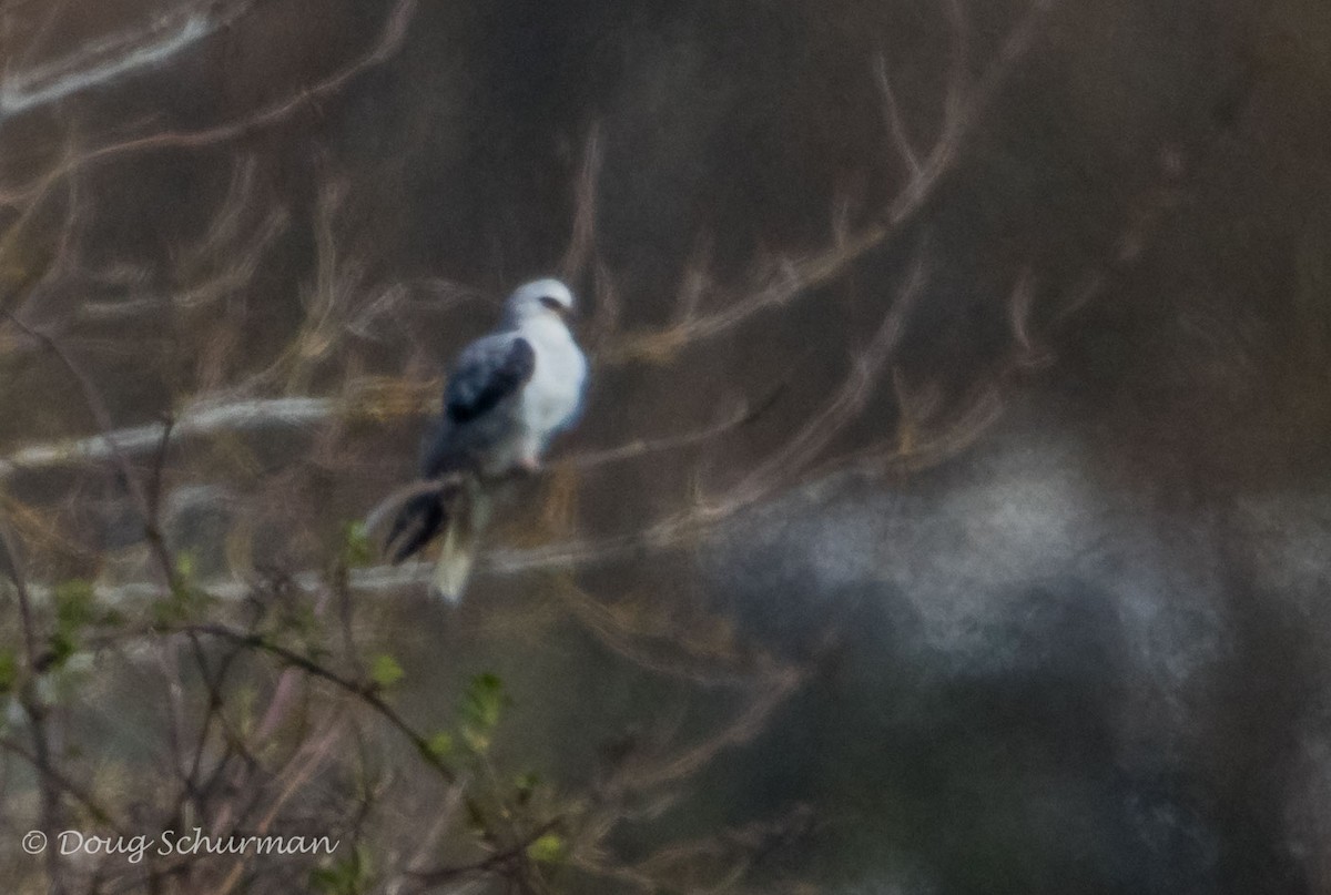 White-tailed Kite - ML53133821