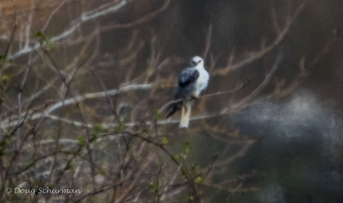 White-tailed Kite - ML53133831