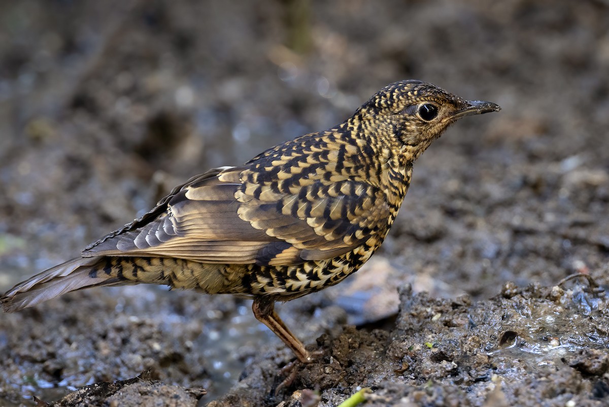 Scaly Thrush - Julie Edgley