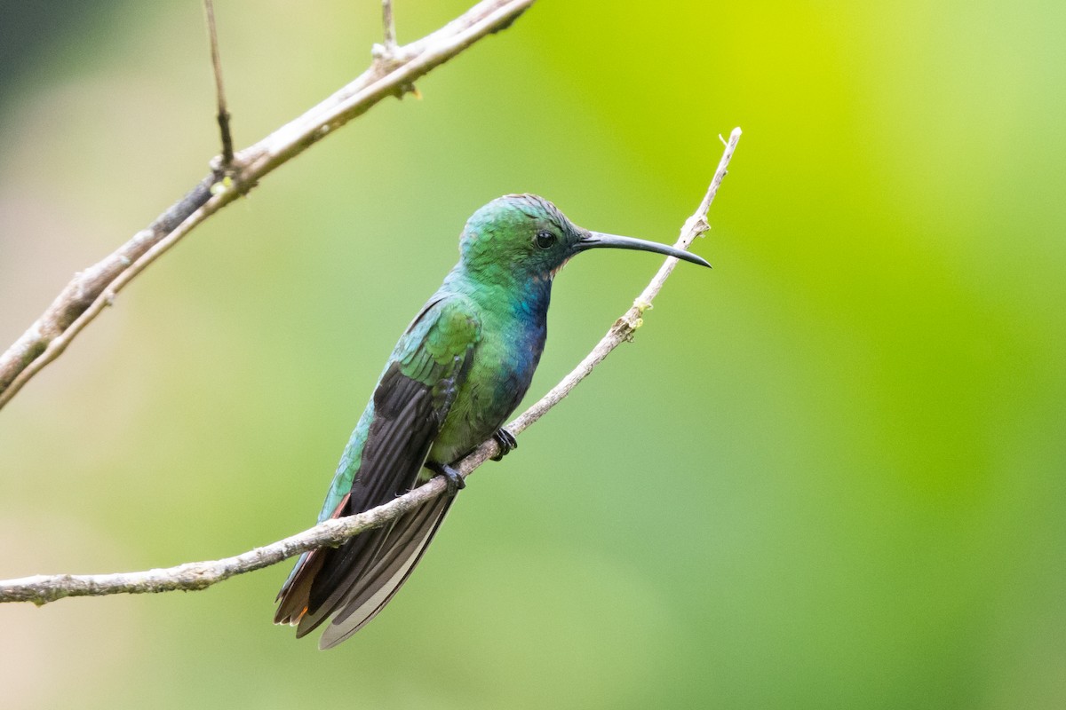 Green-breasted Mango - Carsten Sekula