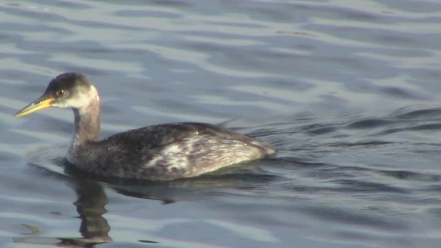 Red-necked Grebe - ML531340461