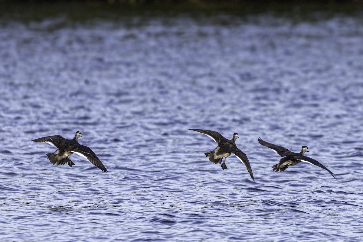 Cotton Pygmy-Goose - ML531340871