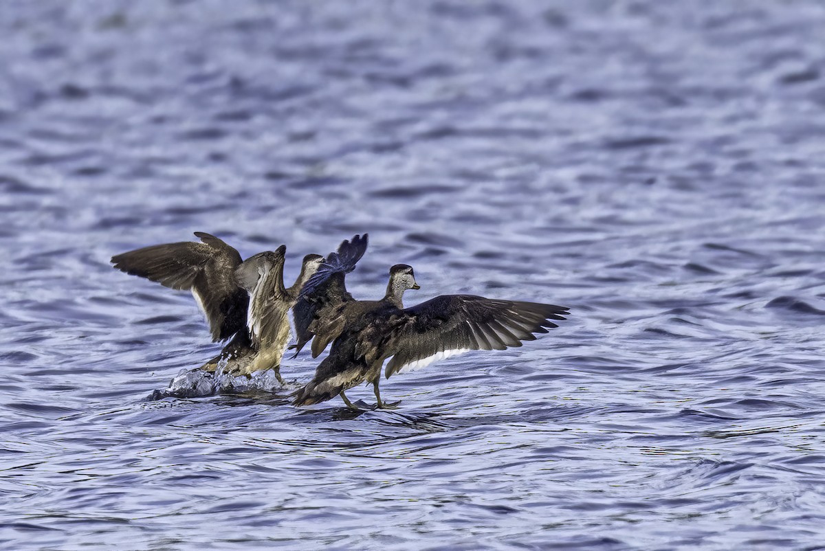 Cotton Pygmy-Goose - ML531340881