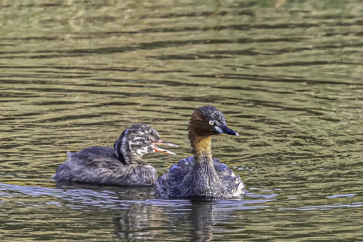 Little Grebe - ML531340901