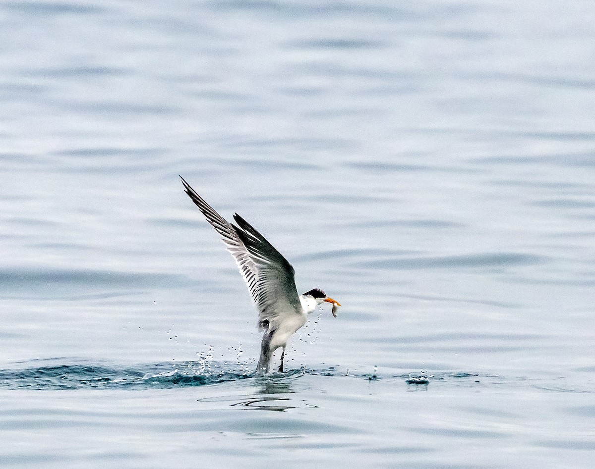Lesser Crested Tern - Mustafa Erturhan