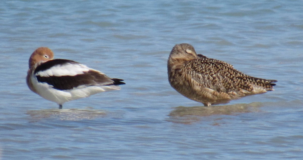 Marbled Godwit - ML53134101