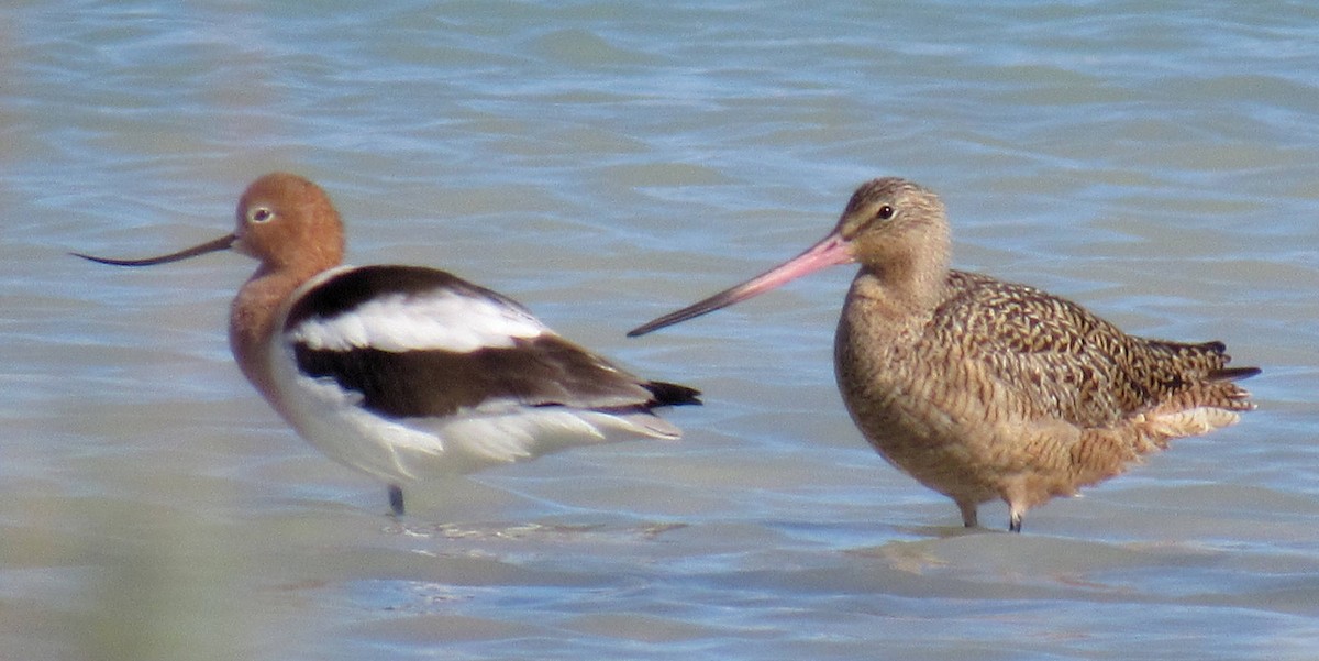 Marbled Godwit - ML53134121