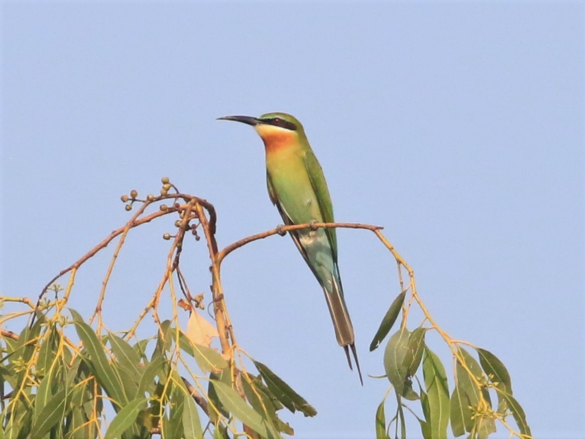 Blue-tailed Bee-eater - ML531342401