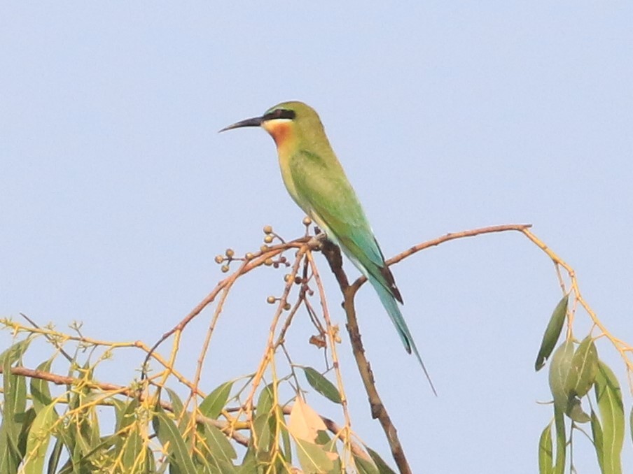 Blue-tailed Bee-eater - ML531342461
