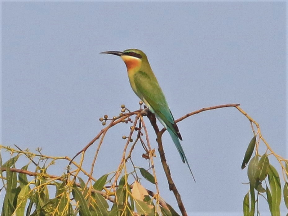 Blue-tailed Bee-eater - ML531342521