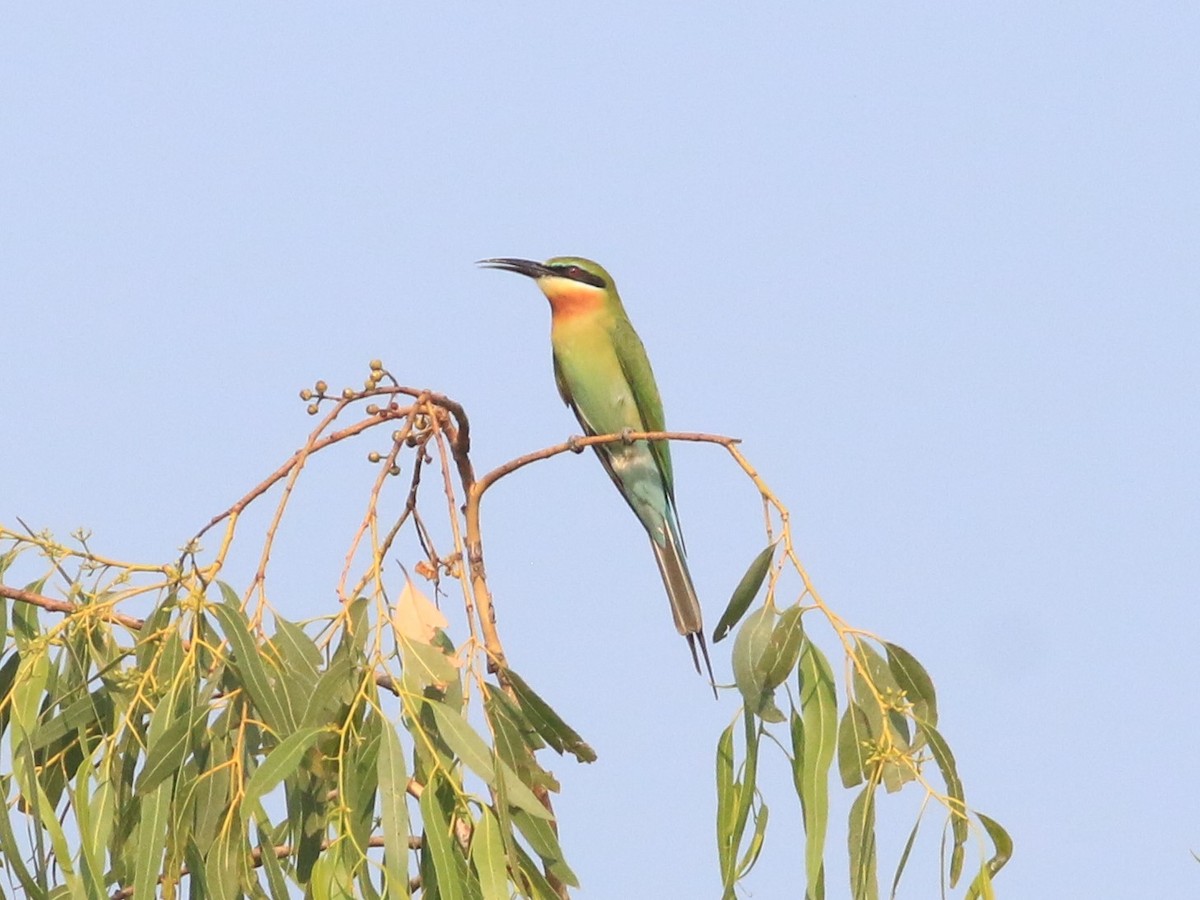 Blue-tailed Bee-eater - ML531343481
