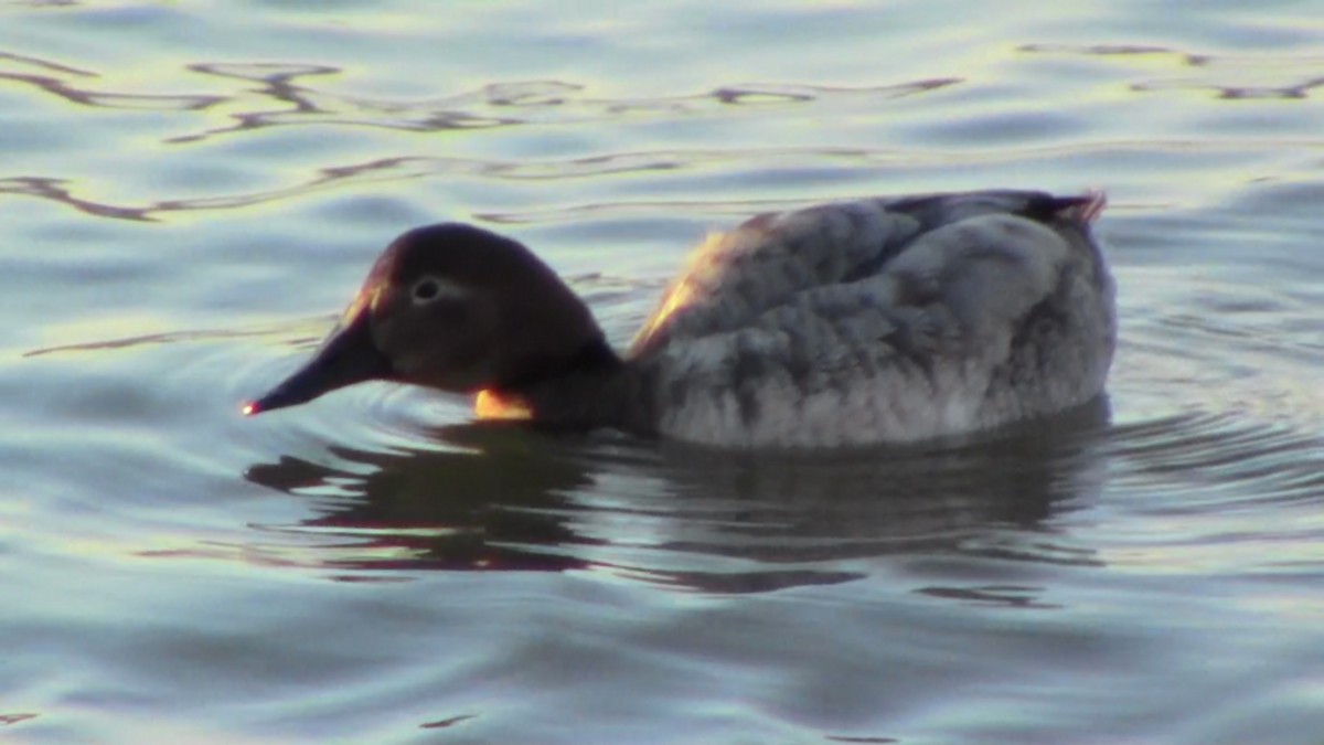 Canvasback - ML531343761