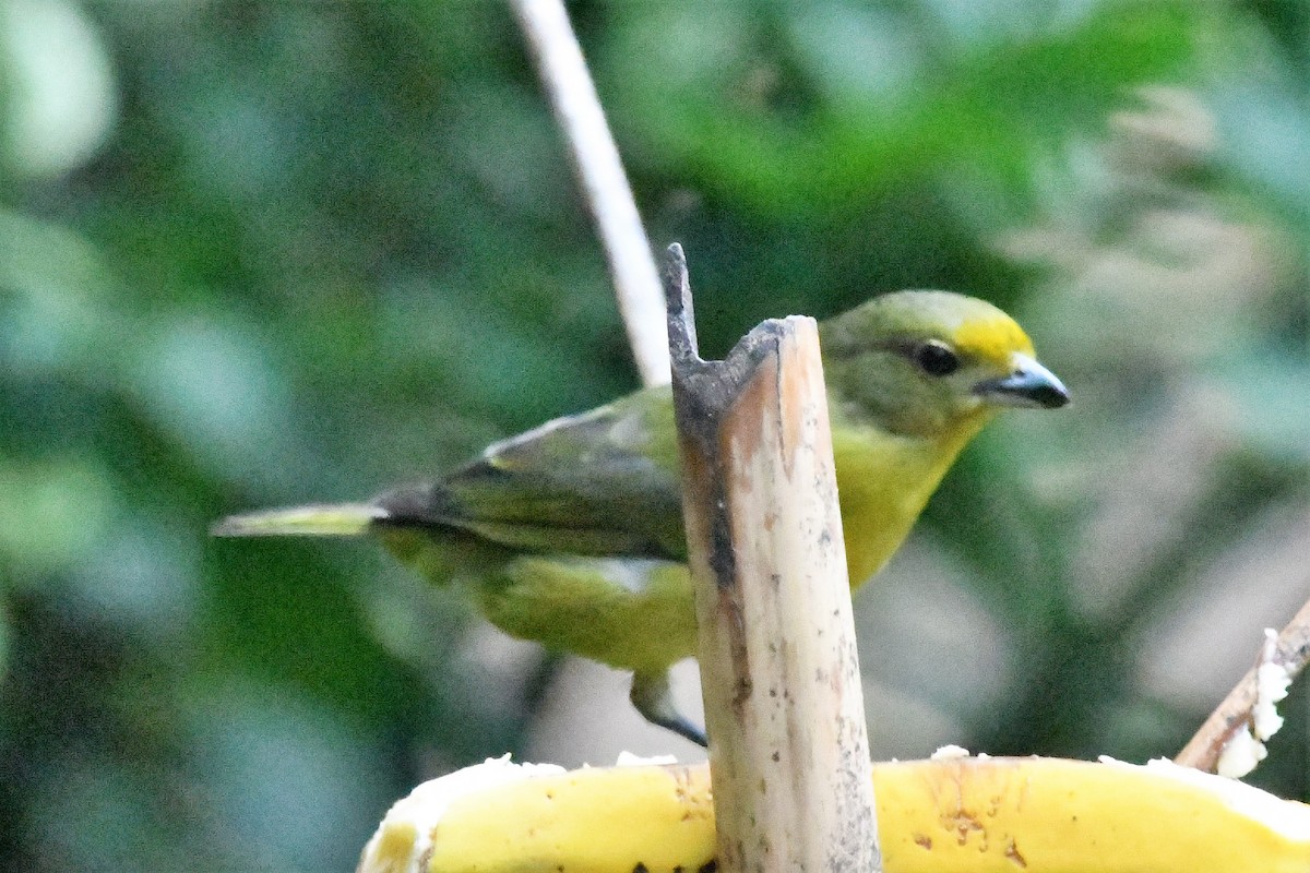 Violaceous Euphonia - ML531344161