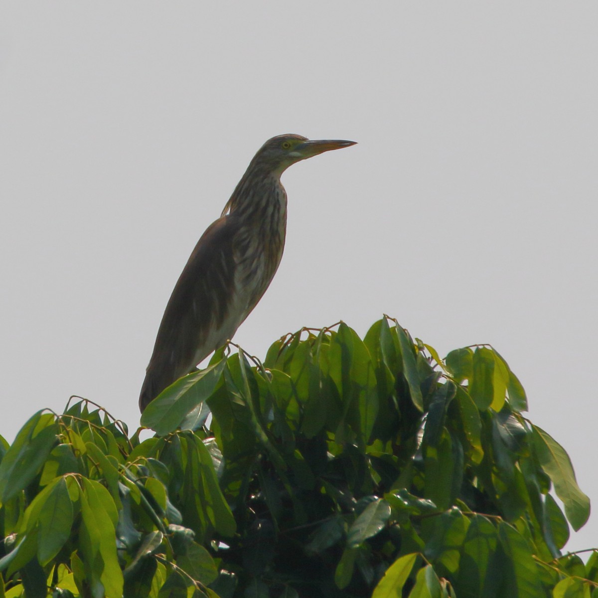 Chinese Pond-Heron - ML531344391