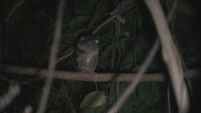 Sunda Scops-Owl - ML531345611