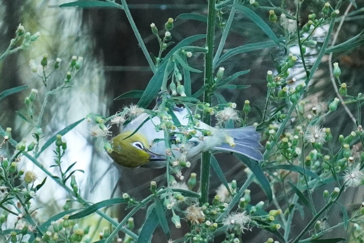 Zostérops à dos gris - ML531346121