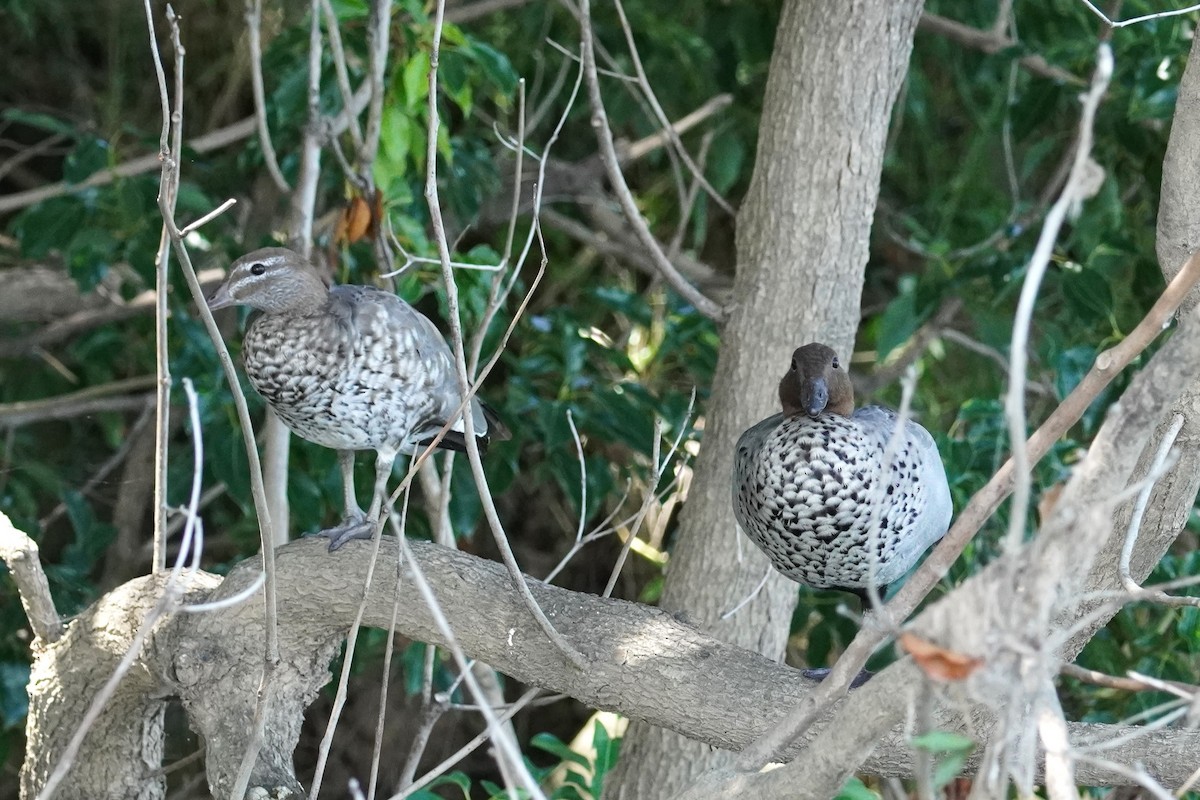 Canard à crinière - ML531346551