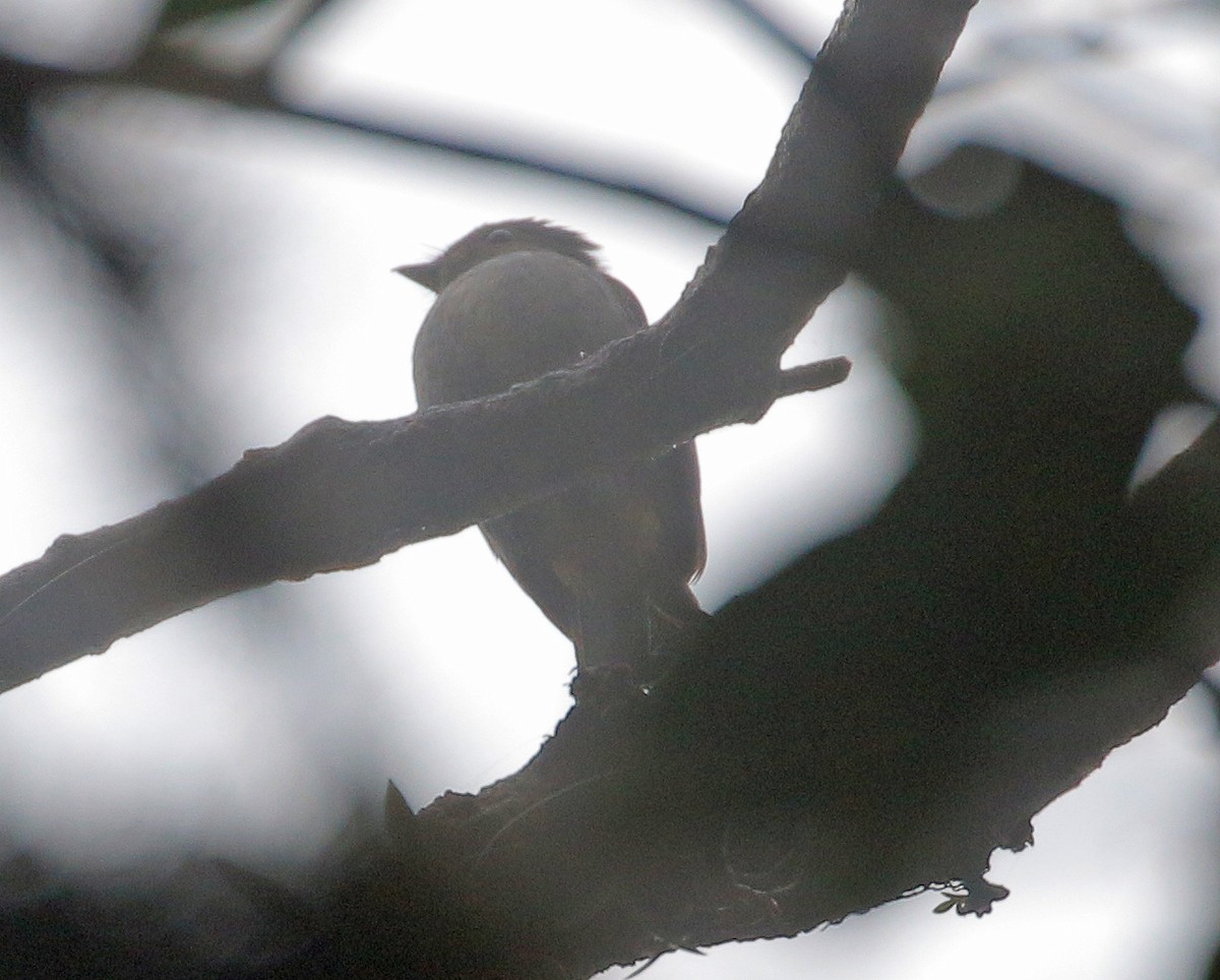 Rufous-vented Niltava - ML531346561