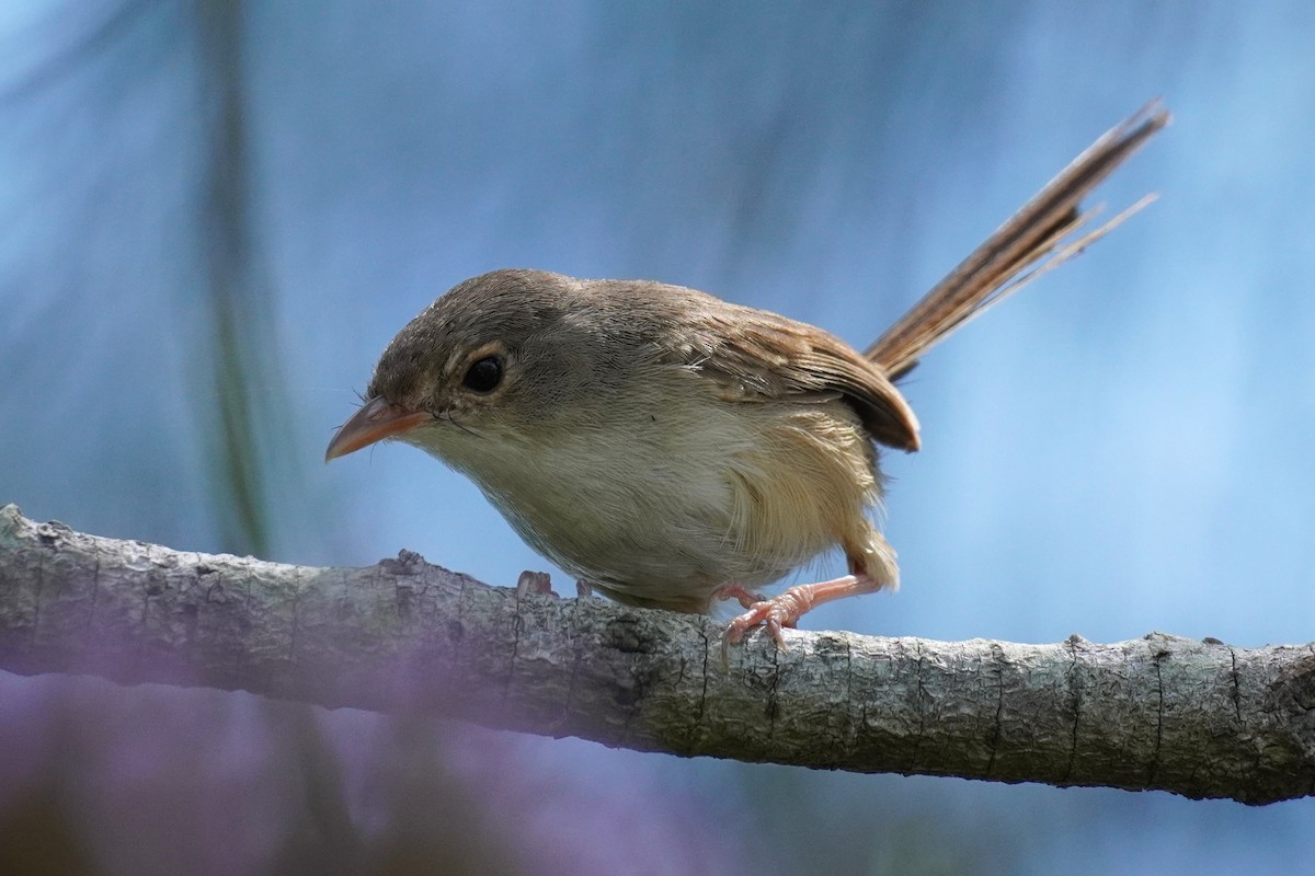 Red-backed Fairywren - Ellany Whelan