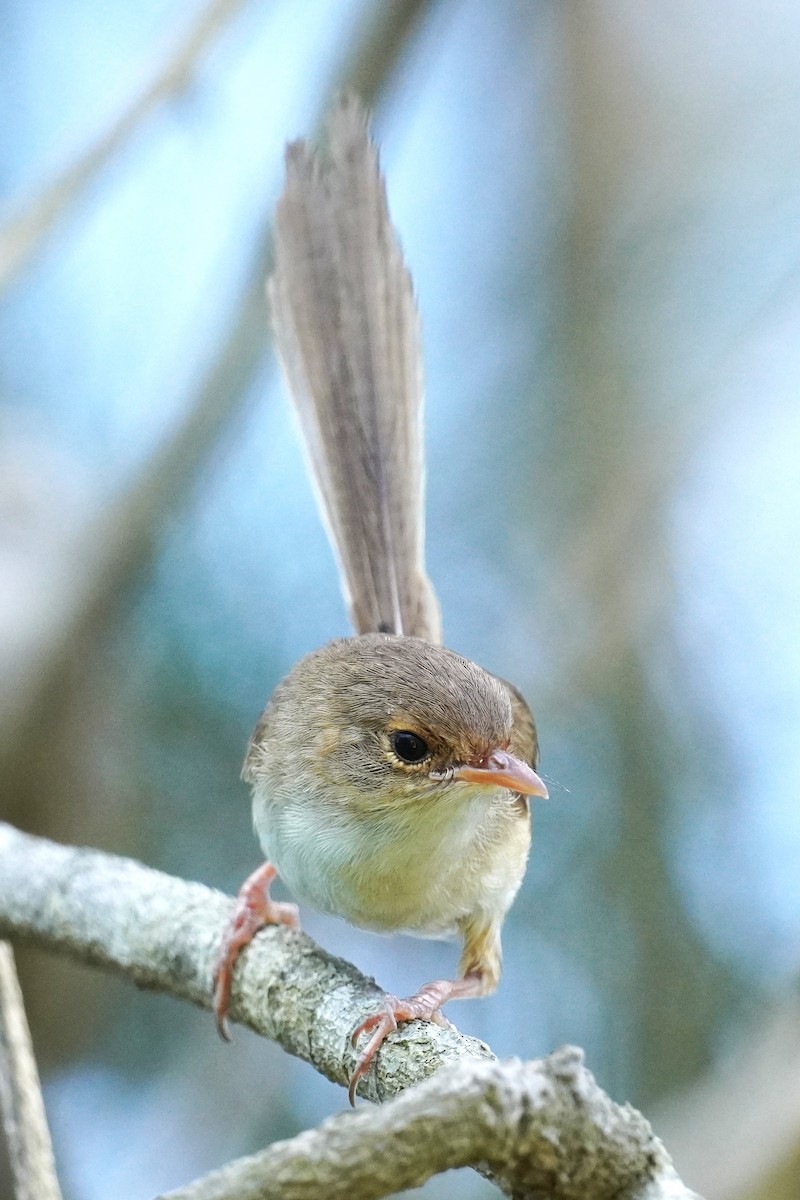 Red-backed Fairywren - Ellany Whelan