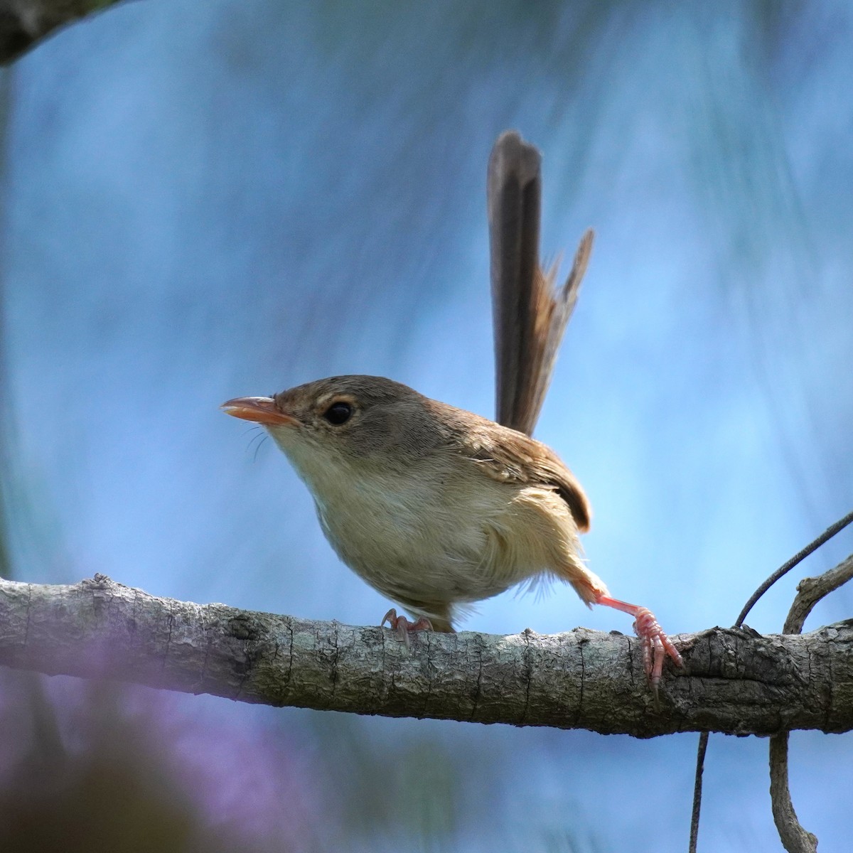 Red-backed Fairywren - Ellany Whelan