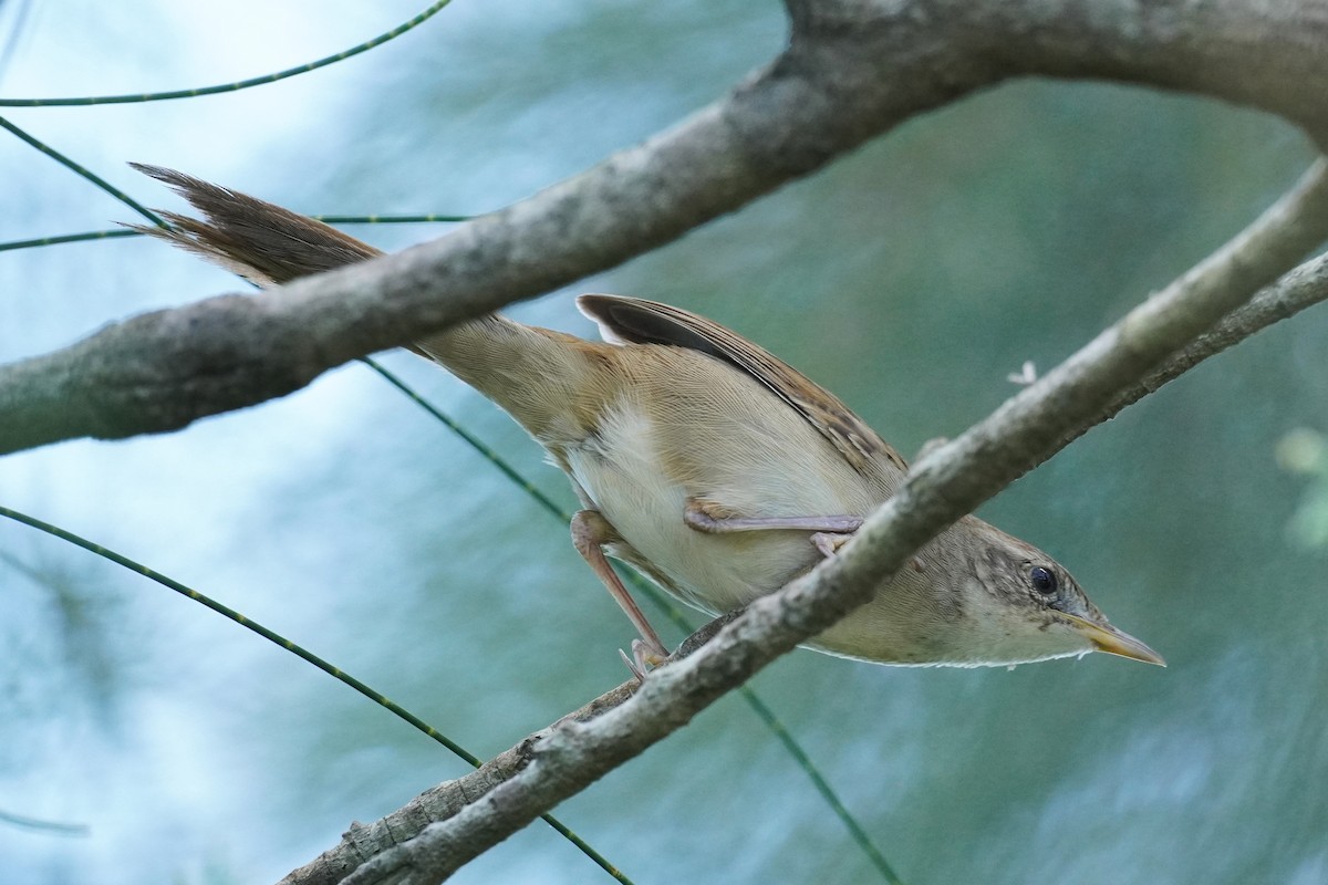 Australian Reed Warbler - ML531346901