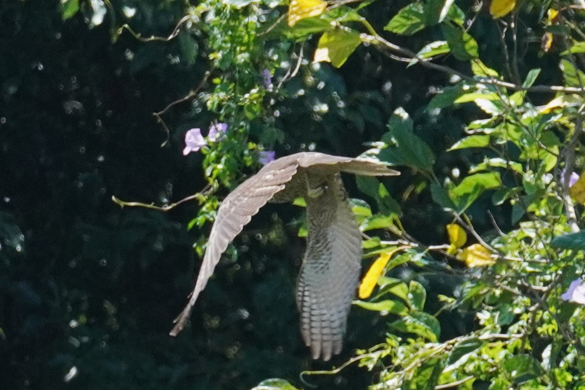 Brown Goshawk - ML531347201