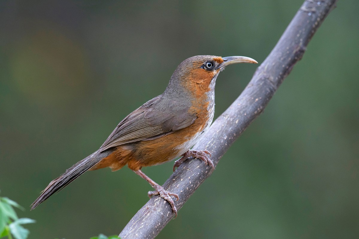 Rusty-cheeked Scimitar-Babbler - ML531347851