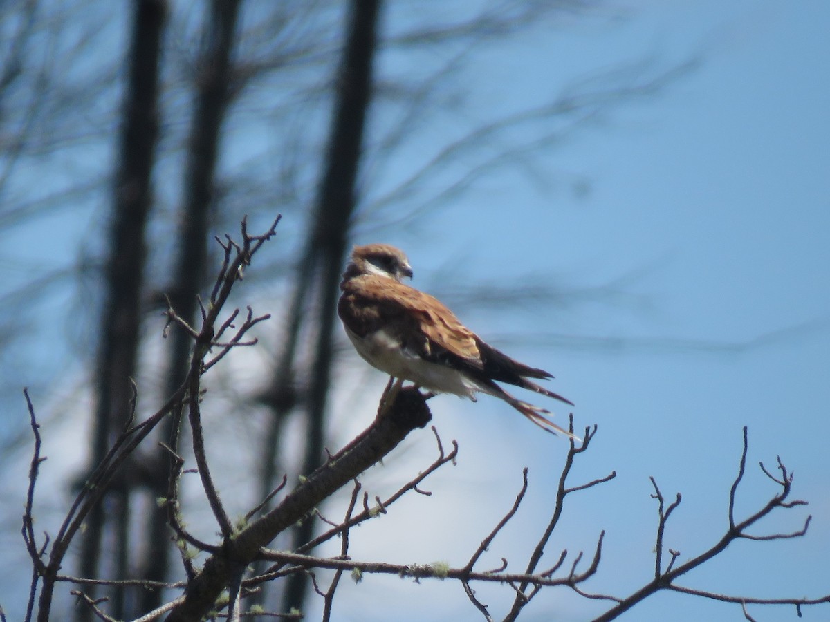 Nankeen Kestrel - ML531347941