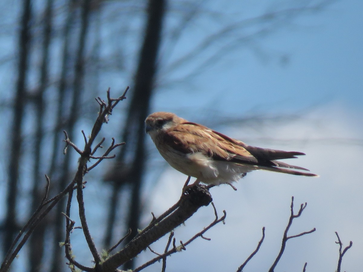 Nankeen Kestrel - ML531347951