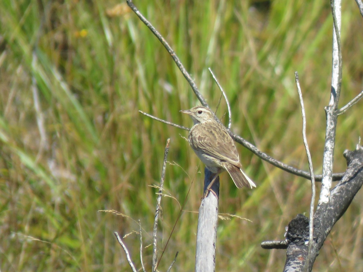 Australian Pipit - ML531347991