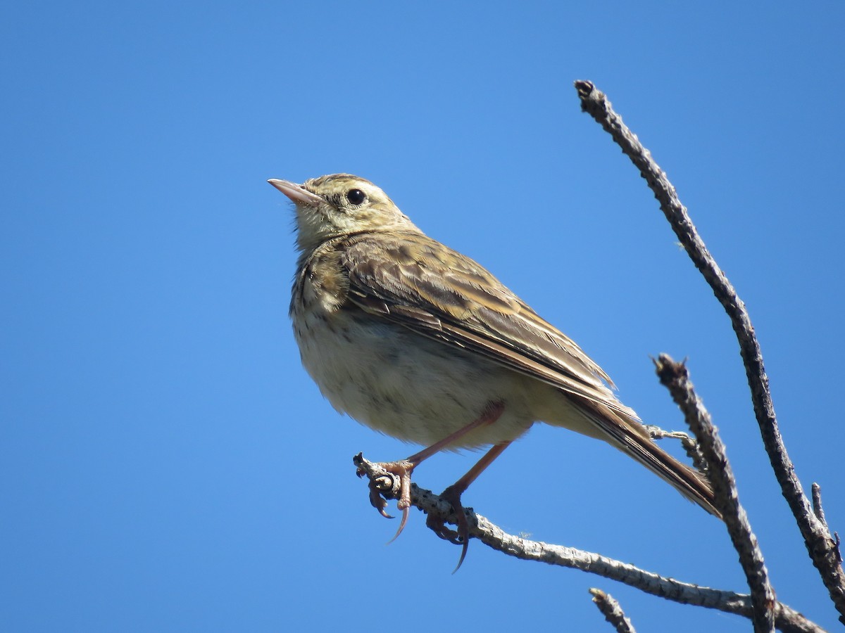 Australian Pipit - ML531348011