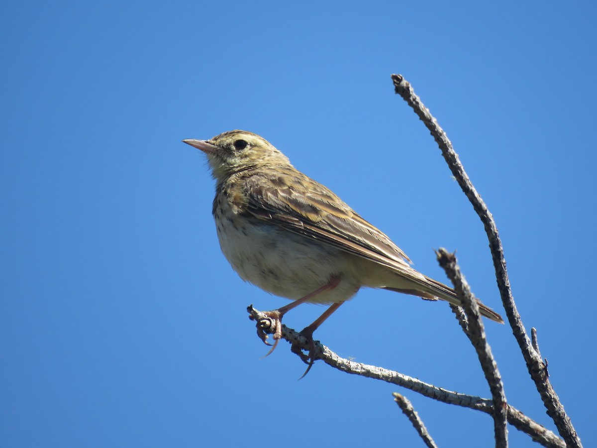 Australian Pipit - ML531348031
