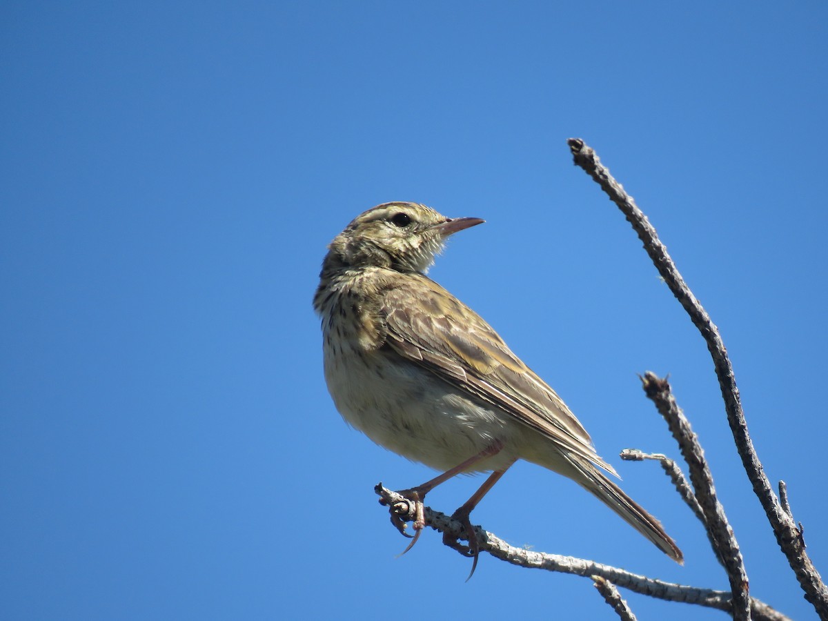Australian Pipit - ML531348041
