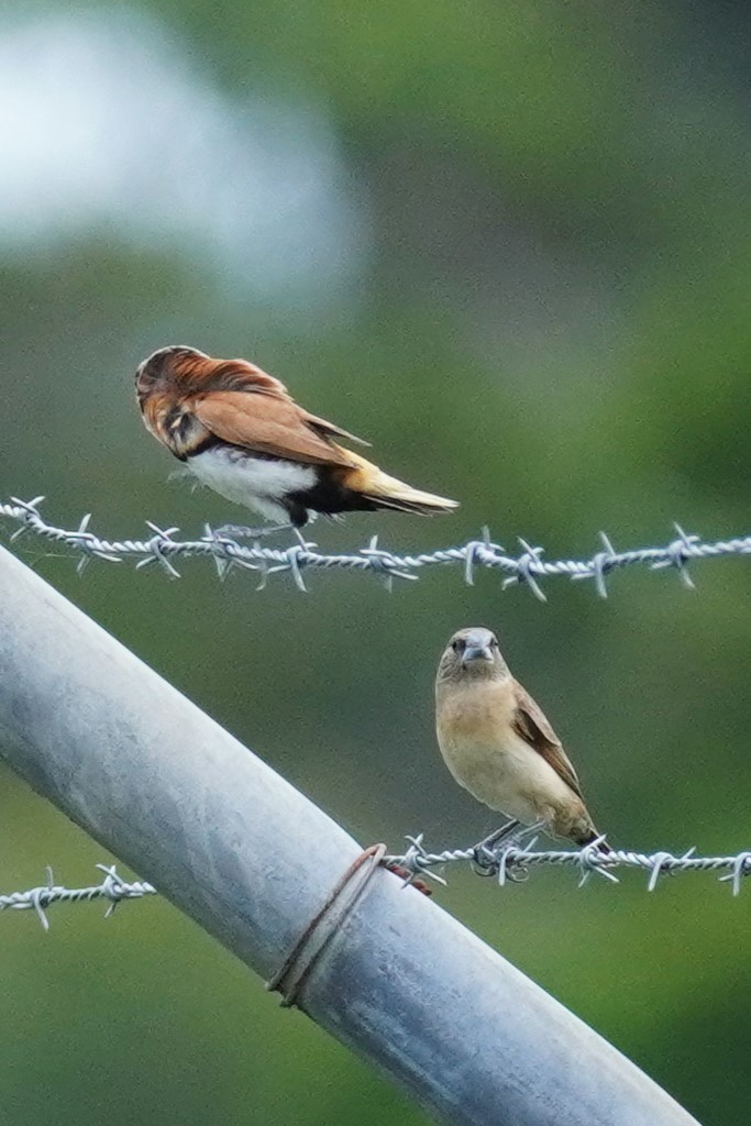 Chestnut-breasted Munia - ML531348181