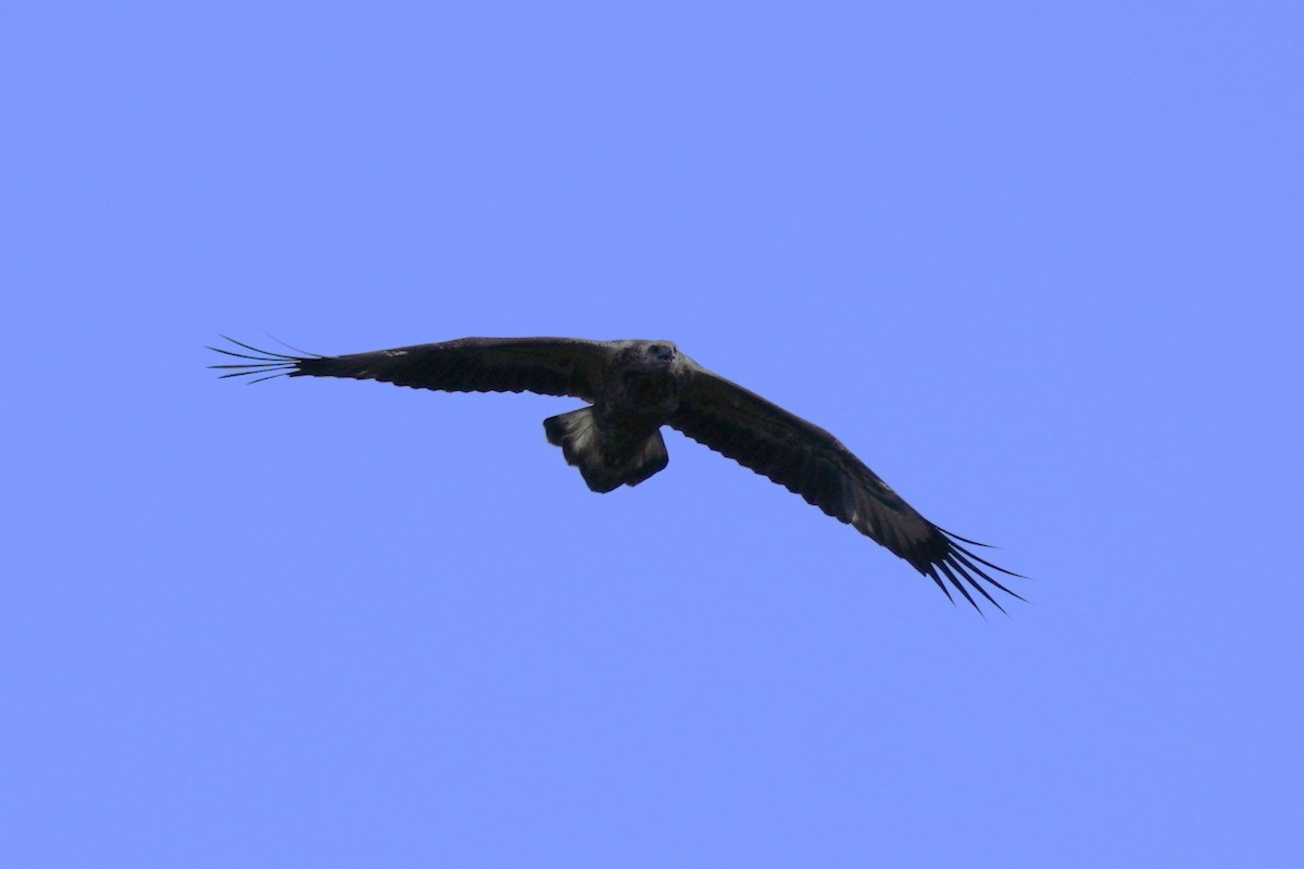 White-bellied Sea-Eagle - ML531348431