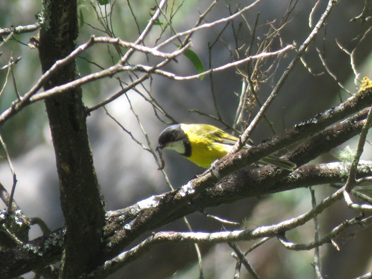 Golden Whistler (Eastern) - ML531348661