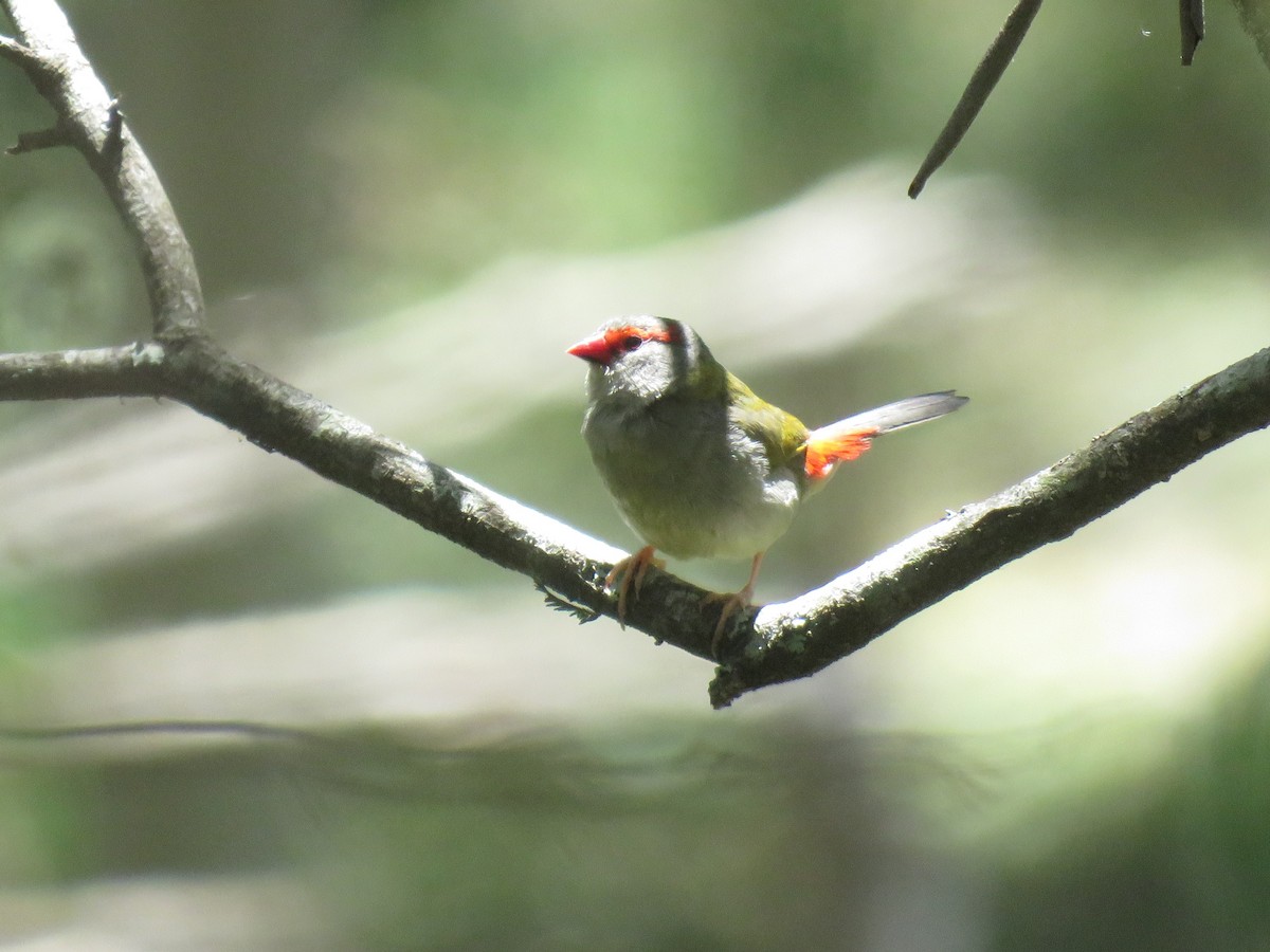 Red-browed Firetail - ML531348701