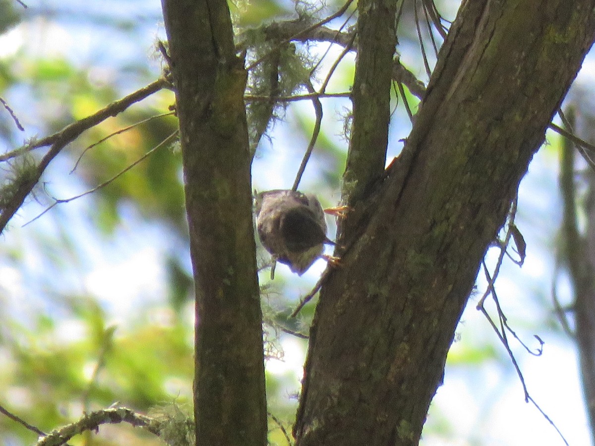 Varied Sittella - ML531348721