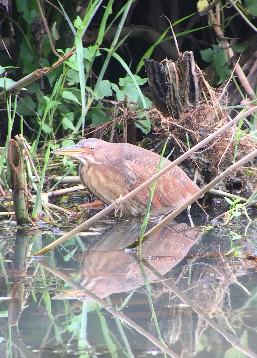 Cinnamon Bittern - ML53134931