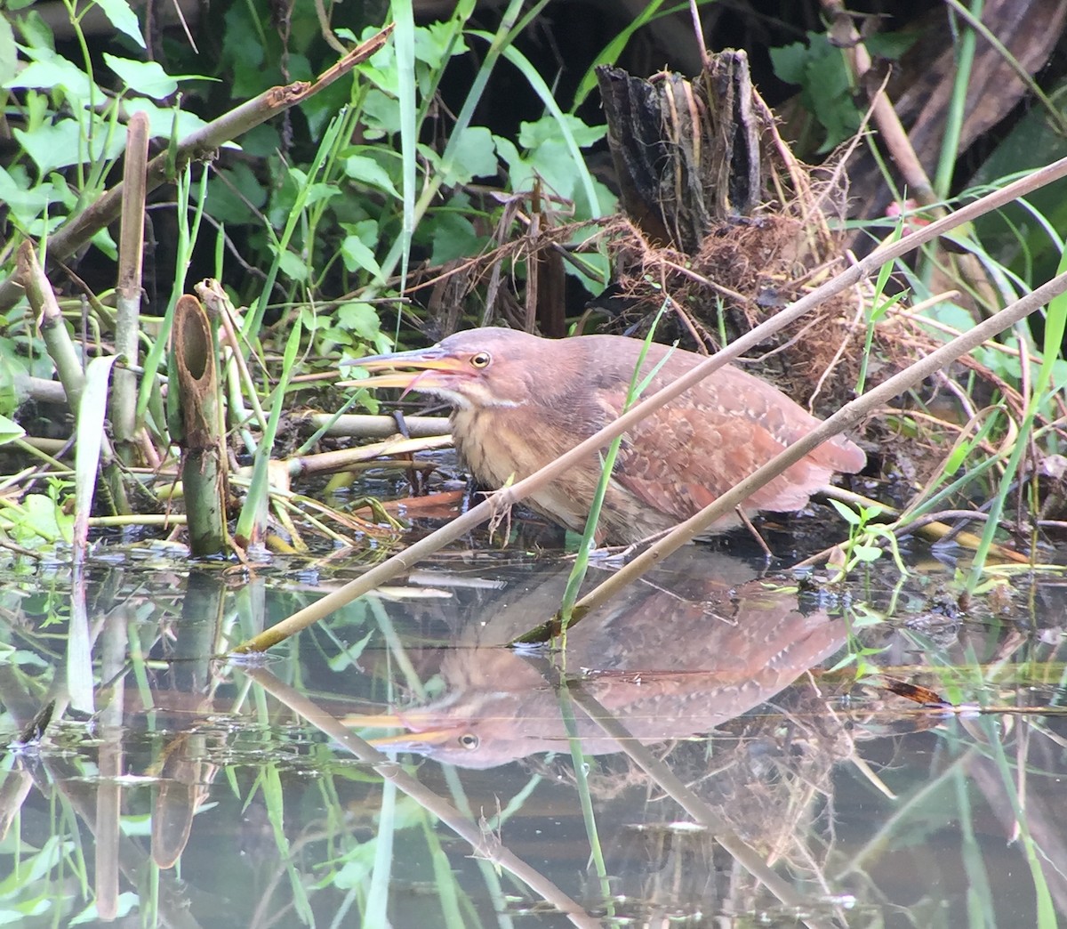 Cinnamon Bittern - ML53134941