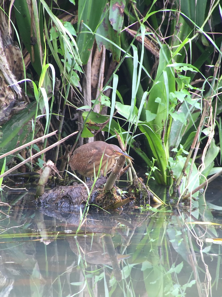 Cinnamon Bittern - ML53134961