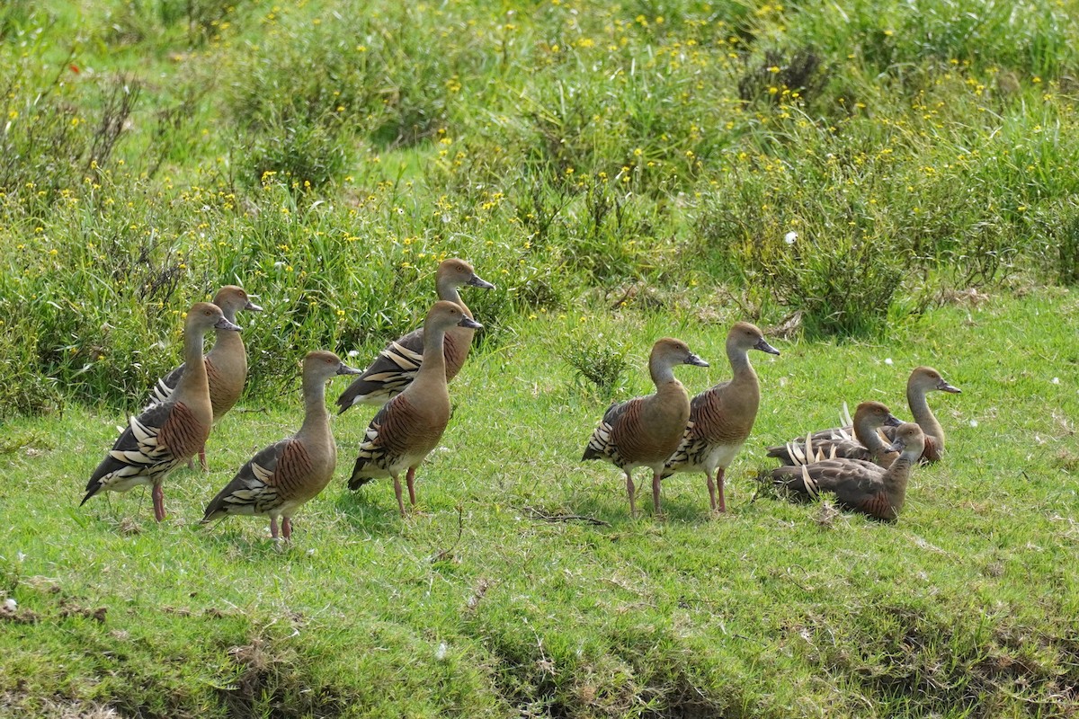 Plumed Whistling-Duck - ML531349921