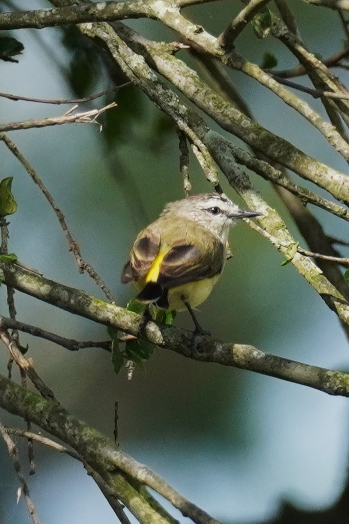 Yellow-rumped Thornbill - ML531350101