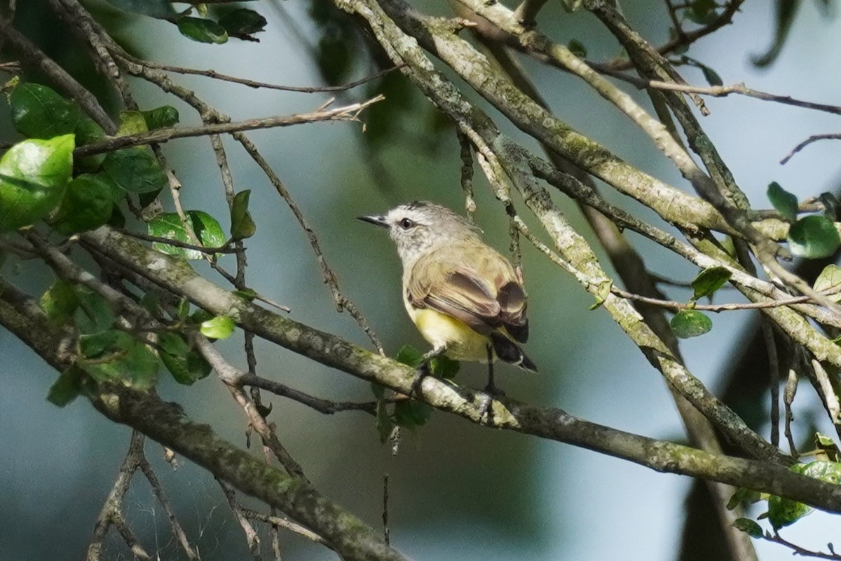 Yellow-rumped Thornbill - ML531350111